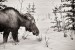 A young moose stands in the snow among the trees in winter.