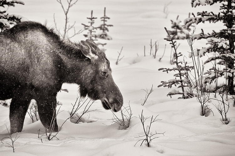 A young moose stands in the snow among the trees in winter.