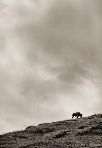 Lonely Bison